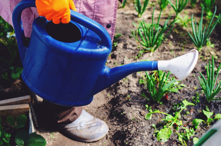 A person using a blue watering can to water plants in a garden, nurturing growth.