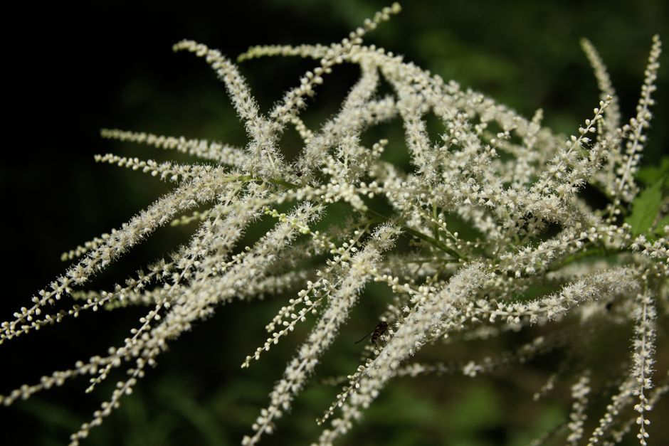 A detailed close-up of an Astilbe plant in full bloom, showcasing delicate white flowers.